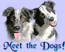 Meet the Dogs!